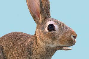 Rabbit Wild Rabbit-2